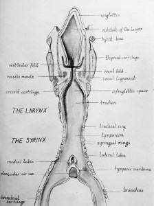 Siren anatomy 6